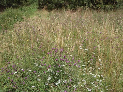 Late summer flowers in Intake